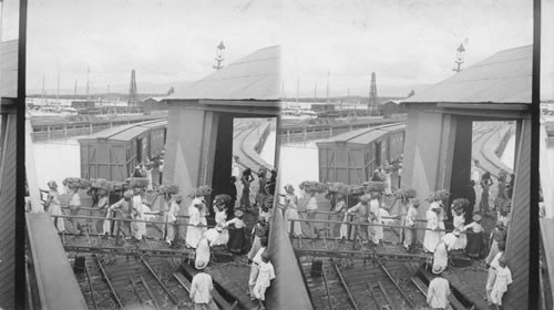 Loading a fruit steamer with bananas for northern markets, Kingston, Jamaica