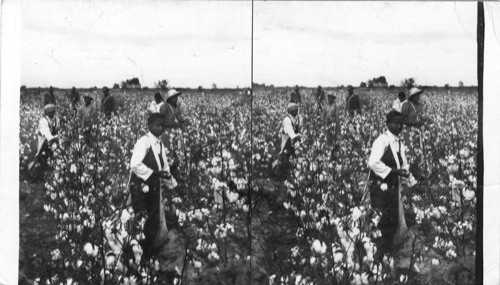 Photographed seven miles east of Greenwood, Miss., about 10/15/36. Yield, 2 bales to the acre (long-staple cotton.) String shown is marker for certain fertilizer. This is typical delta Miss. cotton field under normal seasons