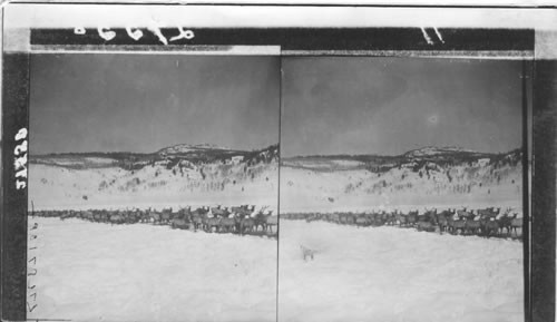 Great Herd of Elk Driven by Snows from the Mountains of Yellowstone National Park. Wyoming