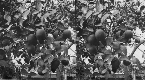 Oranges Growing in White House Conservatories, Washington, D.C