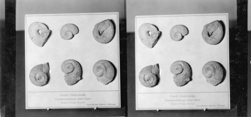 Fossil Gastropods #727P. Euomphalopterus Hall Niagara Group Siberian, Chicago, Hawthorne Quarry. Field Museum. Chicago, Ill