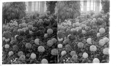 The beautiful exhibit of Chrysanthemums from Shaws Garden Flower Show. Louisiana Purchase Exposition