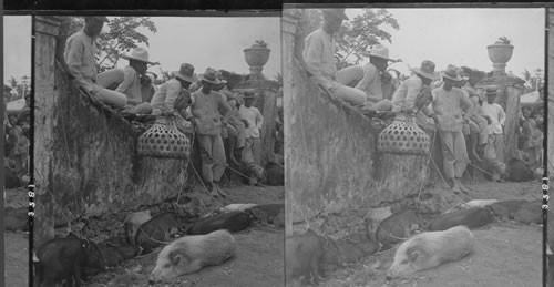 A "corner in pork", Filipino financers "were pulling" in a stock market, Pasig, Philippine Islands