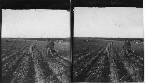 Digging potatoes with a modern digging machine pulled by a tractor, also digging in the old way with a fork, Mc Fadyen Farms, Augustin Cove, P.E.I