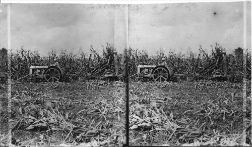 New "600", Corn Harvest at Work on an Indiana Farm