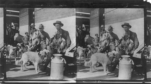 First trophies of an open season scene at a R.R. Station in South Dakota