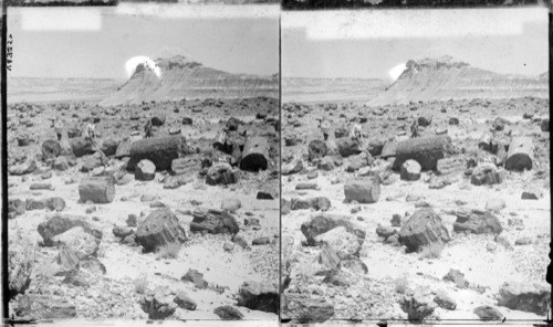 A long-buried chapter in the take of the ages - petrified forests. Arizona. U.S