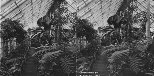 Ferns in Agricultural Dept. Greenhouse. Washington D.C