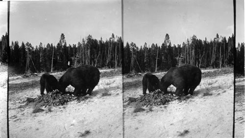 Bear on feeding ground. Yellowstone National Park. Wyoming