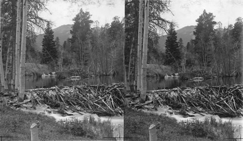 Wonderful Bever Works - Dam & Lodge, Rocky Mountain National Park, Colo