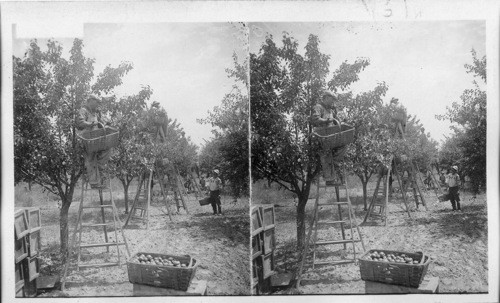 New jersey, picking sickle pears, N.J