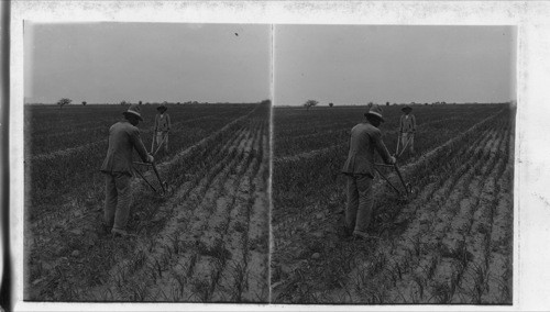 Mexican Farm Hands Cultivating Plantation of Bermuda Onions, Rio Grande Valley, Texas