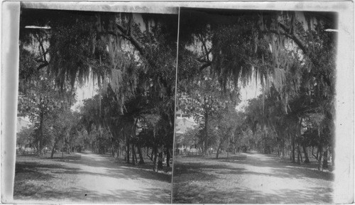 Sunshine and shadow. Avenue of live oaks, Bonaventure Cemetery, Savannah, Georgia