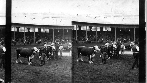 Exhibit of Blooded Stock in the Pavilion, World's Fair, Columbian Exposition