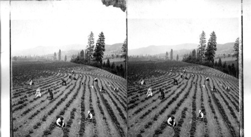 Picking Strawberries in the famous Hood River Valley. Oregon