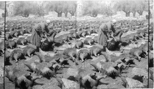 Curing inflated Goat skins, used for carrying water. Palestine