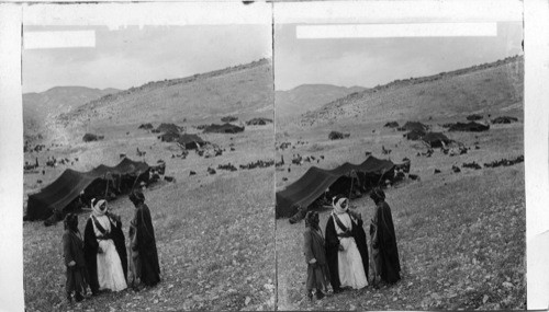 A Bedouin camp in the mountains of the Abarim, highlands of Moab. Palestine