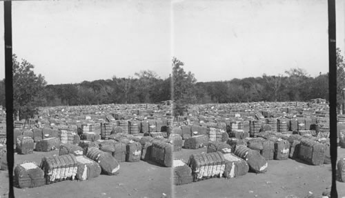 Cotton ready to be shipped to manufacturing center. Texas