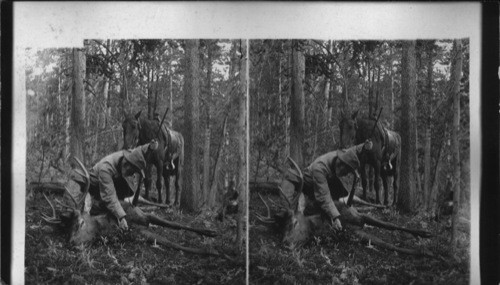 Hunting Scene. Bleeding an Elk. [Col. Patrick, 1901 Boardman Party, Wyo. 1/18/85 JBM]