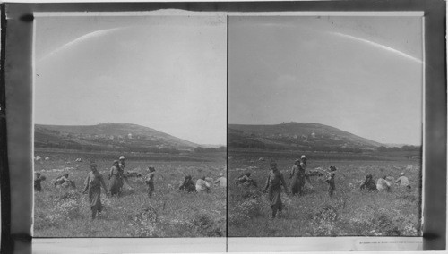 Harvesting Lentils, Palestine