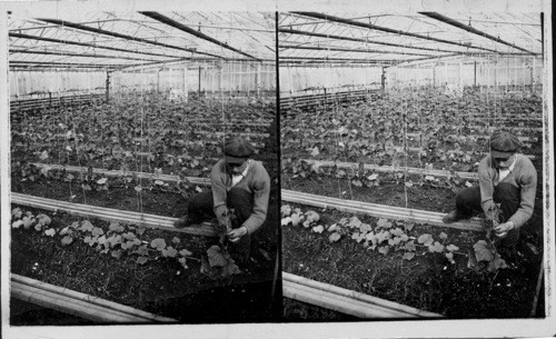 Training cucumber vines on cords