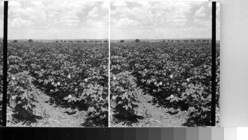 Cotton field in Blossom near El Paso, Tex