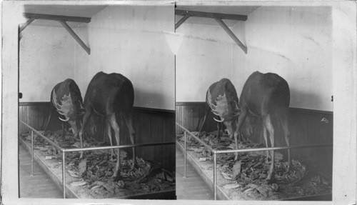 The Death Struggle of Two Giant Moose, University Museum, Lawrence, Kansas