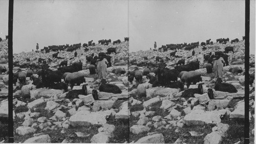 Goats and sheep in Mt. Ebal, Palestine