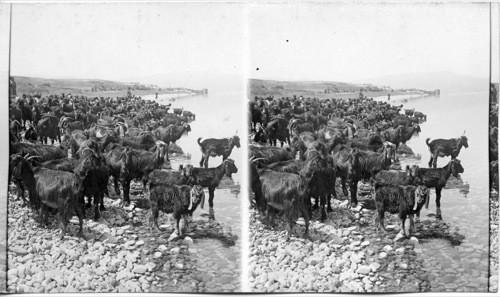 Goats on shore, beside the Galilee, Palestine