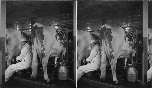 Milking scene in a modern dairy