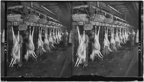 Dressing Lamb for the Markets - removing pelts