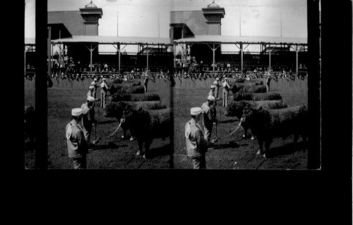 Exhibit of Galloway Bulls, Great Stock Show, Louisiana Purchase Exposition, St. Paul, Mo