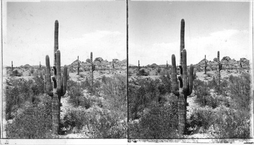 Giant Cacti of the Desert, Arizona