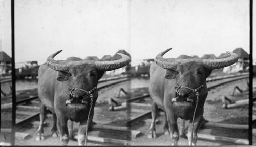 Study of Head of a Carabao or Water Buffalo, P.I. More or less suitable for U.S. Sch. Baker