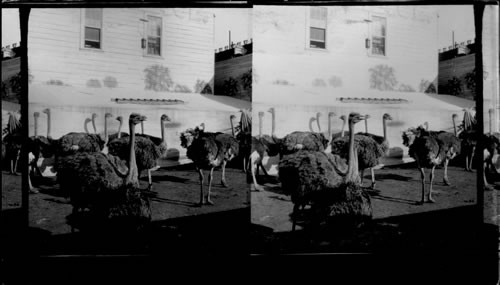 Ostrich Farm on the "Pike" La. Purchase Exposition, St. Louis, Mo