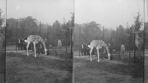 A pair of Nubian (three-horned) giraffes, from German East Africa. Bronx Park. N.Y.C