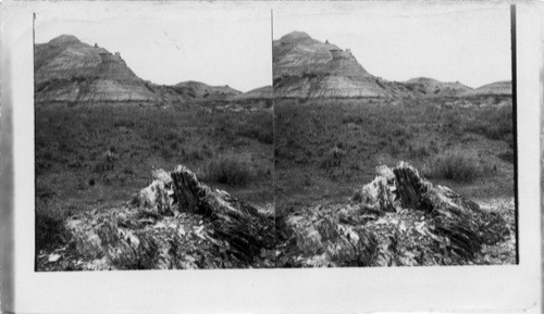 Petrified Tree Stumps in the Bad Lands, North Dakota