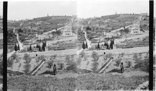 Garden of Gathsemane and Mount of Olives - Jerusalem. Palestine