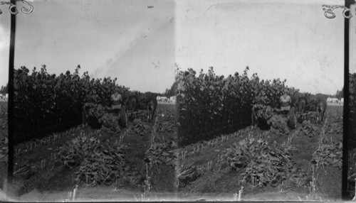 Binder Cutting Sunflowers, McGregor Farm, Brandon, Man