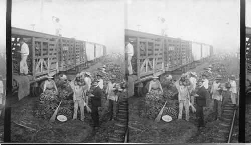 Loading Bananas on a Panama Railroad Train. Panama