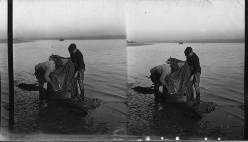 Taking Smelts From Nets, St. Lawrence River, Quebec