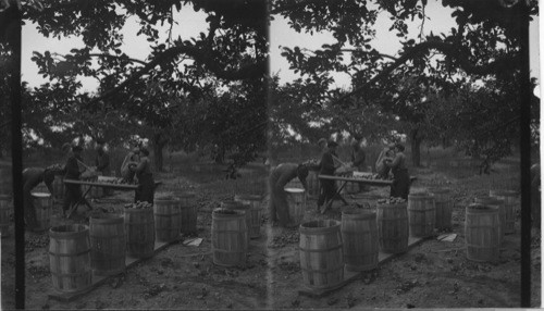 Picking and Packing in Barrels at Carpenter Bros. Fruit Farm, Ont