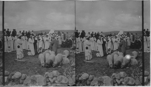 The Passover as celebrated today by the Samaritans, Mt. Gerizin, Palestine