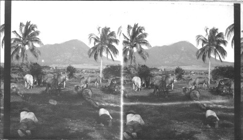 Scene Near the Old Home of Alexander Hamilton. Island of Nevis. West Indies. B.W.I