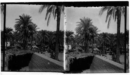 The Grain Market at Aswan, Egypt