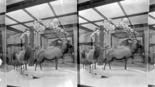 Wapiti or Elk. National Museum, Wash., D.C. [Smithsonian Institute, National Museum of Natural History]