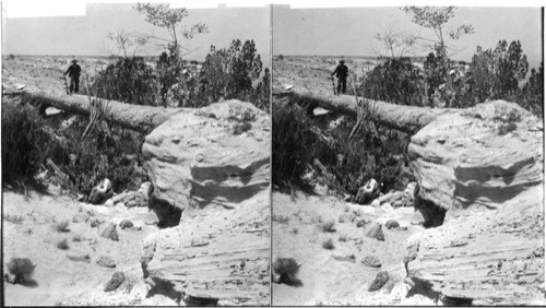 A fallen monarch of an unknown age, Petrified Forest. Arizona