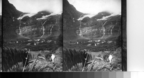 Hay drying on racks, Norway