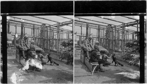 Buchanan Boys at fox farm at Carcross, Y.T. Alaska