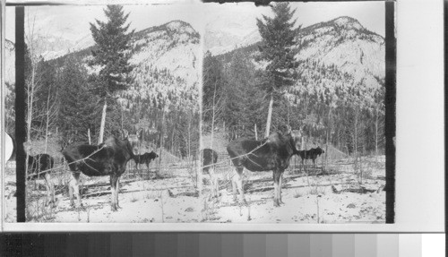 Winter Rambles of the Moose. Canada